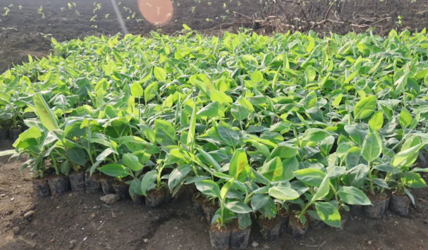 木邦县迎来香蕉种植产业新机遇 外资推动农业发展提速